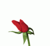 flower35.gif