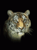 031106_tiger_1__1_.gif