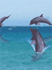 040406_dauphins_1__1_.gif