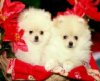 Xmas_Pomeranians.jpg