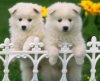 White_Puppies.jpg