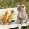 Catducks.jpg