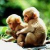 baby-monkeys.jpg