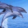 dolphins-8.jpg