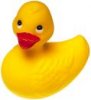 duck 01..jpg