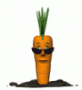 cool_carrot_md_wht_929.gif