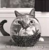 cat-fishbowl.jpg