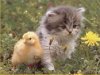 cat-&-duck.jpg