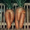 Funny%20Shaped%20Vegetables.jpg