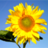 helianthus