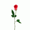 293592[1].gif