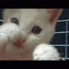 99941.gif