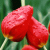 GHDPC00012.gif