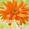 GHDPC00021.gif