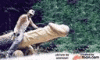 Cartoon 008.GIF