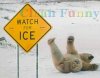 polar-bear-watch-for-ice-slip-fall.jpg