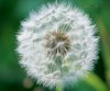 0dandelion21.jpg