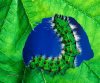 Caterpillar_Meal.jpg