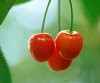 Cherry_wallcoo002.jpg