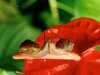 Companionship_Common_Snails.jpg