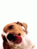 dog04x.gif