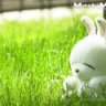 appile