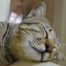 meobumi