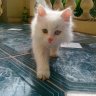 nestea_102